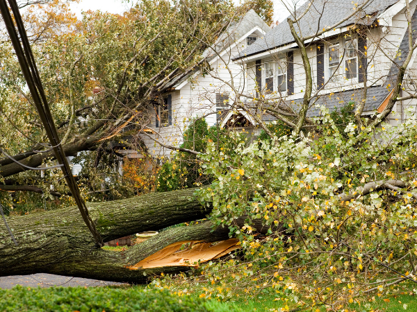 Fallen tree in front of house